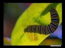 Viajes Asombrosos 1/6 - Mariposa Monarca