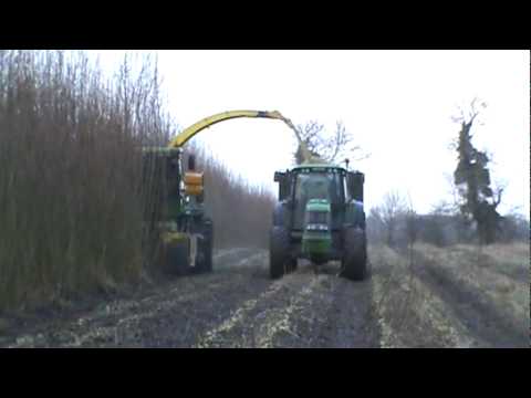 how to harvest willow