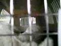 Caniche video
