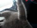 videos de Trouble the kitten