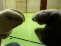 Die enthaltsame Socke Die enthaltsame Socke