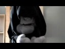 Ask Palpatine 33: YMCA Ask Palpatine 33: YMCA