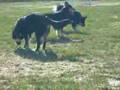 3 lapska vallhundar