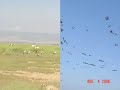 Evreşe - Gelibolu