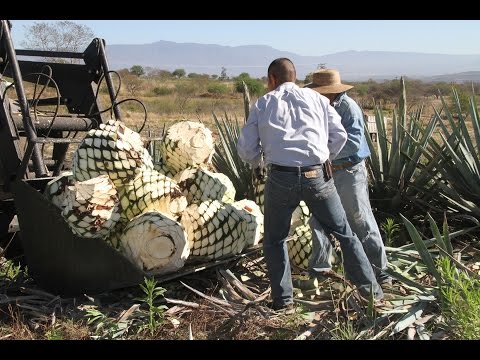how to harvest agave for tequila
