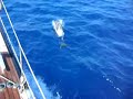 Mini film dauphins
