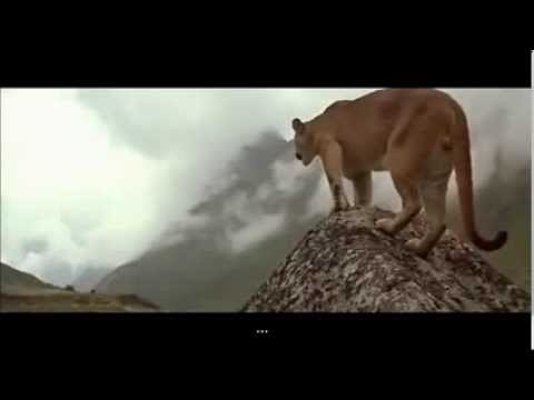 puma