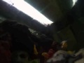 Auratus attacks my Video Camera :)