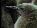 King penguins and their young - David Attenborough - BBC wildlife King penguins and their young - David Attenborough - BBC wildlife