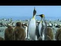 Attenborough - King Penguins