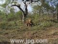 A Lion Climbs a Tree and Eats a Warthog