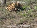 a lion climbs a tree and eats a warthog