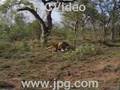 A Lion Climbs a Tree and Eats a Warthog