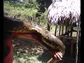 Anaconda