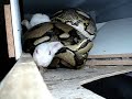 the dominant species on the planet