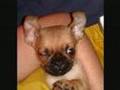 Elfy-The-Puppy-Pugal