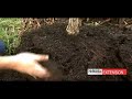Fall Tree Planting