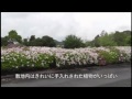 Click here to watch this video ハマナカ手芸アワー 出張編 ハマナカホビールからこんにちは 前編