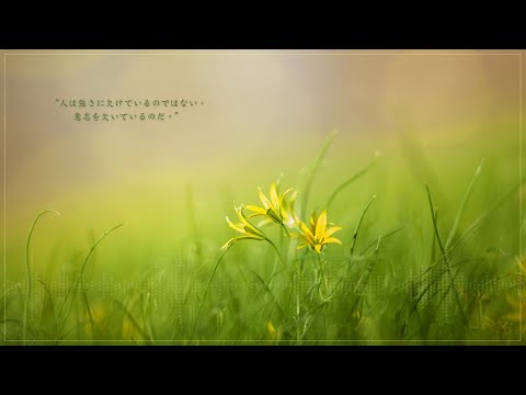 動画