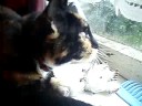Calling the birds