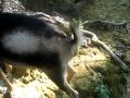 Shivering goat before being sacrified