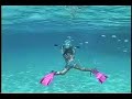 Bahamas Dolphins Research - Part 5