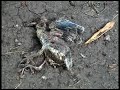 Baby Velociraptor Baby Velociraptor