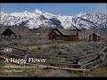 003 A Happy Flower - Original Composition