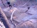 in the tree in the tree