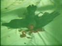 behead.wmv