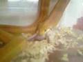 Eating-snakes
