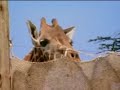 Born To Be Wild: Joanna Lumley: Giraffes Set Free