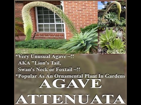 how to replant agave attenuata