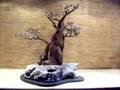 Bonsai Tree Sculpture #33 by Jim Shull