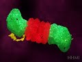 The Proteasome