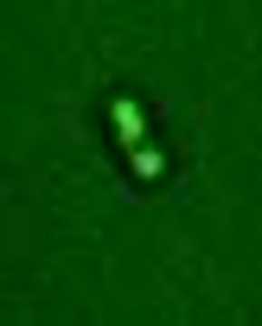 Light powered bacteria