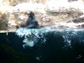 Stupid Arcitc Puffin