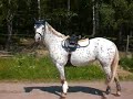 sagas filippa