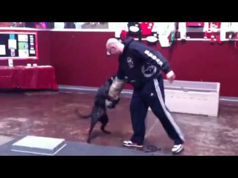 Doggy humor – Labrador Retriever attack dog!