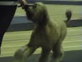 ghibliinchallengebahc2007