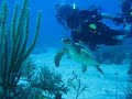 el-salvador-scuba-diving-4.html