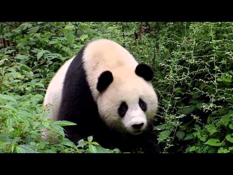 Sneezing Baby Panda – The Movie