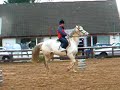 rearing horse, marcus is naughty rearing horse, marcus is naughty