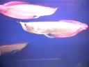 My Arowana,s