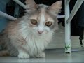 Romina la gattina giocherellona Romina la gattina giocherellona