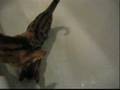 Macduff-playing-in-the-tub