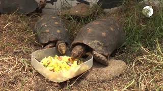 Cápsula Informativa Protección Fauna Silvestre 2018