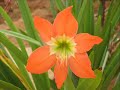 Yehova Erae... Manele-Gratis.net