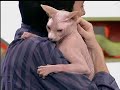 El Hormiguero - Cómo bañar un gato 6
