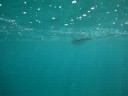 Pinguim mergulhando / Diving penguin